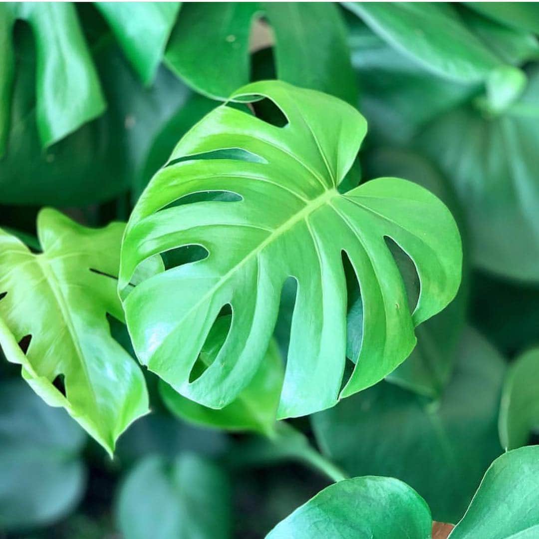 The Louunさんのインスタグラム写真 - (The LouunInstagram)「#monstera available now 🌿🌳 Shop now: www.etsy.com/shop/plantroomla」5月5日 18時21分 - shoplouun
