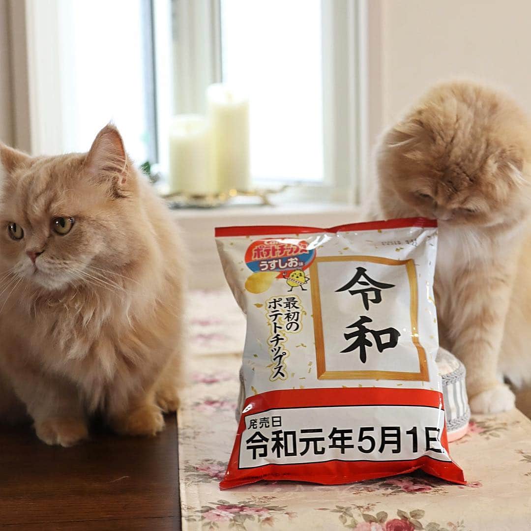 ベルさんのインスタグラム写真 - (ベルInstagram)「. 🍟 "Reiwa" Happy new era potato chips 🍟 . 令和最初のポテトチップス 3枚目...やっぱりやるよね〜すずちゃん 4、5枚目...すずちゃんイジケてる⁇😂 . 🍟 @calbee_jp #令和最初のポテトチップス #令和元年 . @yukaki0518 ゆかりん #ごろにゃんまつり . #photois #50000人の写真展 #大切な家族 #東京 @fujifilm_photois #animalabo #いやしネコ大賞 #ベストキャットオーディション #ビューティープロコンテスト @beautypro_contest #this_is_mylifeな1枚  #kissカメラ #サンデイ #リビング兵庫ペット #朝ワンコ夕ニャンコ #らぶにゃんるうむ 🍟 #ベルちゃん #すずちゃん ・ NAME : Bell  ベル Breed : minuet  ミヌエット 🎂 : 2016.5.15  2歳 ・ NAME : Suzu すずちゃん Breed : Scottish fold スコティッシュフォールド 🎂 : 2018.3.21 1歳」5月5日 18時30分 - ricorico_rico