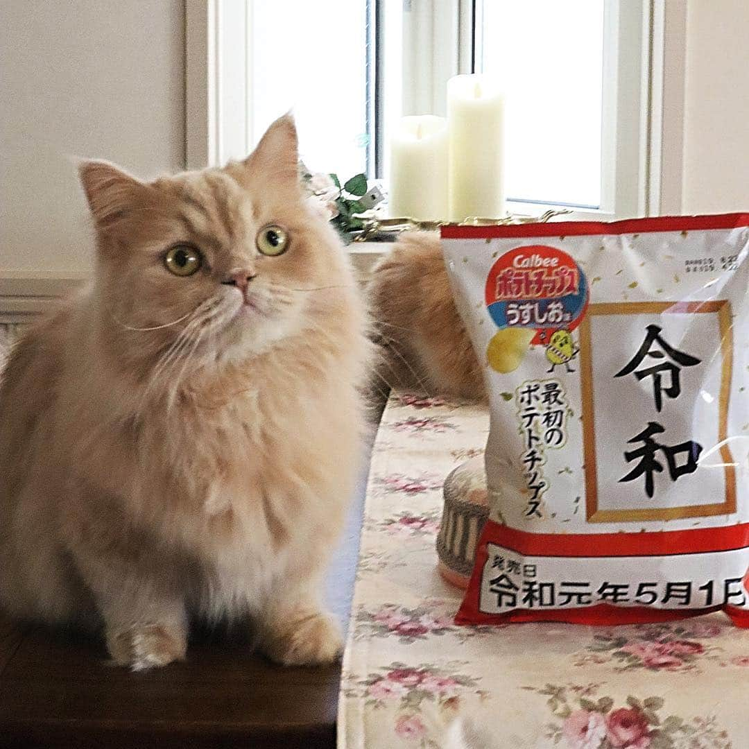 ベルさんのインスタグラム写真 - (ベルInstagram)「. 🍟 "Reiwa" Happy new era potato chips 🍟 . 令和最初のポテトチップス 3枚目...やっぱりやるよね〜すずちゃん 4、5枚目...すずちゃんイジケてる⁇😂 . 🍟 @calbee_jp #令和最初のポテトチップス #令和元年 . @yukaki0518 ゆかりん #ごろにゃんまつり . #photois #50000人の写真展 #大切な家族 #東京 @fujifilm_photois #animalabo #いやしネコ大賞 #ベストキャットオーディション #ビューティープロコンテスト @beautypro_contest #this_is_mylifeな1枚  #kissカメラ #サンデイ #リビング兵庫ペット #朝ワンコ夕ニャンコ #らぶにゃんるうむ 🍟 #ベルちゃん #すずちゃん ・ NAME : Bell  ベル Breed : minuet  ミヌエット 🎂 : 2016.5.15  2歳 ・ NAME : Suzu すずちゃん Breed : Scottish fold スコティッシュフォールド 🎂 : 2018.3.21 1歳」5月5日 18時30分 - ricorico_rico