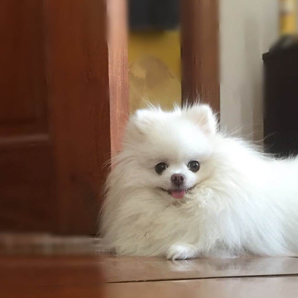JEWELのインスタグラム：「Happy weekend!!!❤️🐶❤️ #dogsofinstagram #instagood #instamood #petstagram #petsofinstagram #dogoftheday #weeklyfluff #dogsofinstagram #love #smile #happy #barkbox #buzzfeedanimals #9gag #dogstagram #petstagram」
