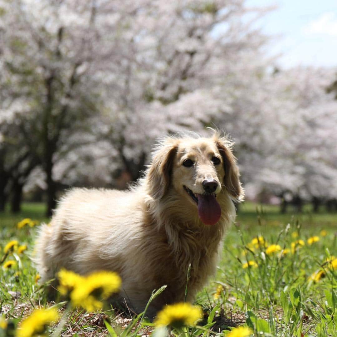 ハッチ＆ニコさんのインスタグラム写真 - (ハッチ＆ニコInstagram)「🌸🐶🌸 #カメラ嫌い同好会 #pecoいぬ部 #犬の生活が第一 #癒しわんこ #dachshund #犬バカ部 #短足部 #ふわもこ部 #tokyocameraclub #東京カメラ部」5月5日 19時15分 - hacth427