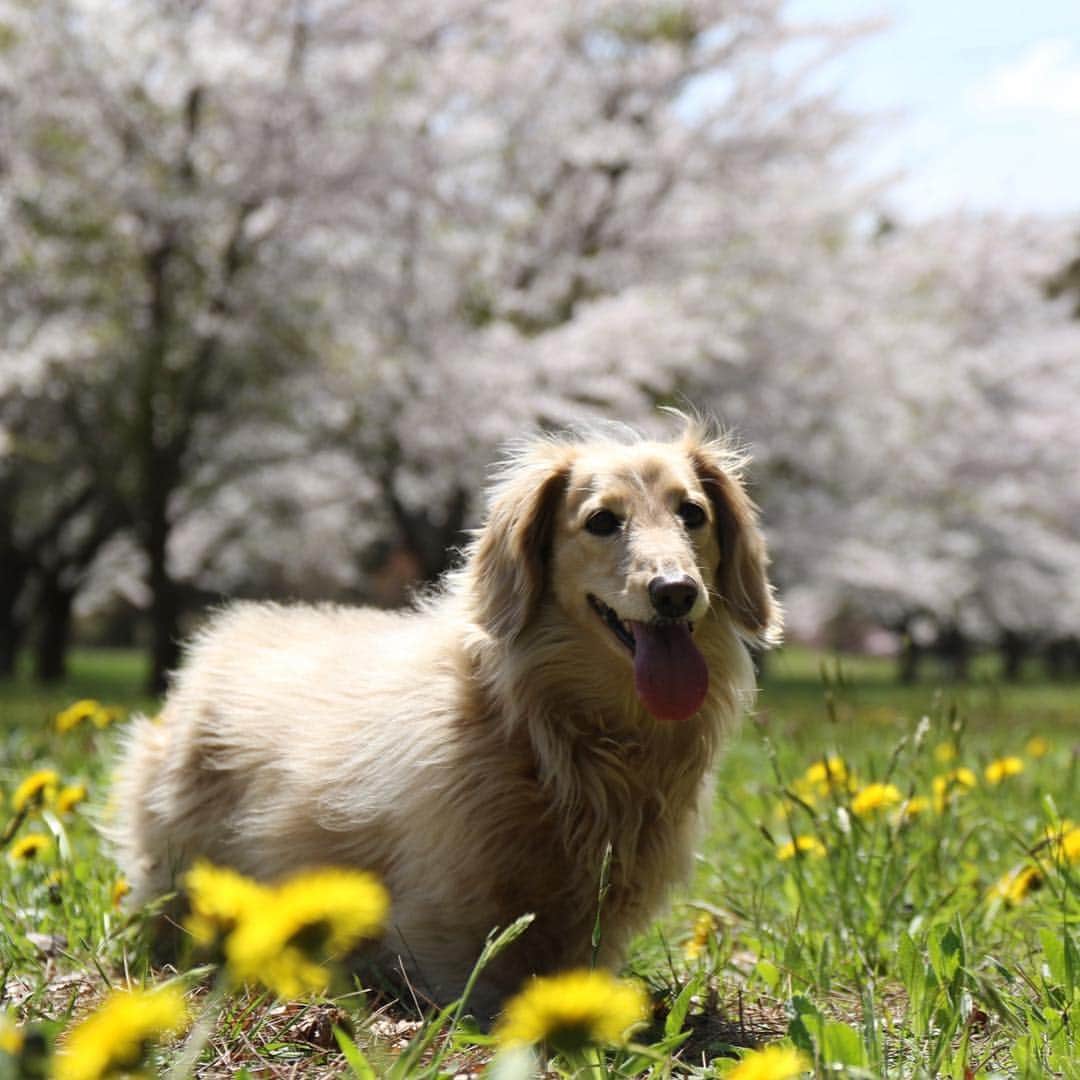 のインスタグラム：「🌸🐶🌸 #カメラ嫌い同好会 #pecoいぬ部 #犬の生活が第一 #癒しわんこ #dachshund #犬バカ部 #短足部 #ふわもこ部 #tokyocameraclub #東京カメラ部」