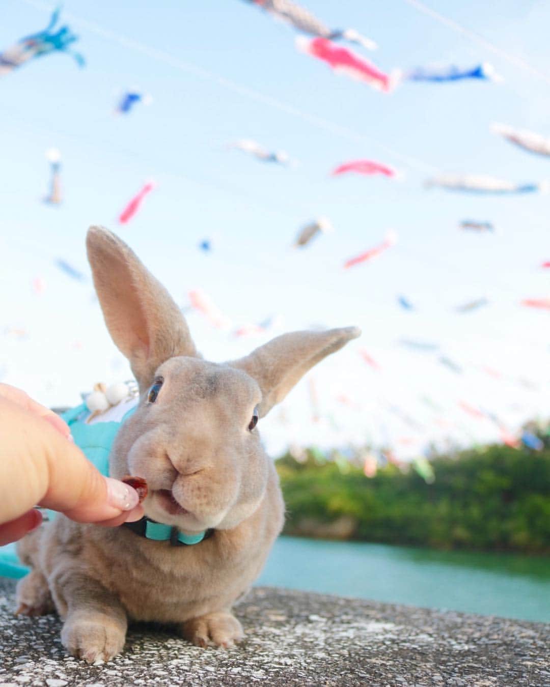 Kayoのインスタグラム：「鯉のぼりよりおやつ♡」