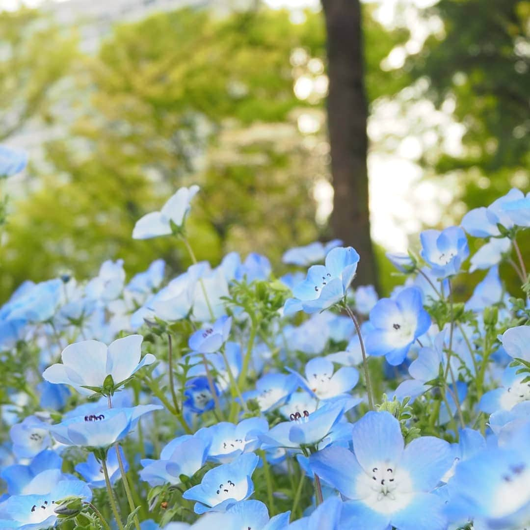 Kuboi Ayumiさんのインスタグラム写真 - (Kuboi AyumiInstagram)「娘と一緒に日比谷公園へ。 この時期はチューリップやネモフィラがとてもきれいなんです。  娘の写真を撮っていたら、 「ママ、そこに立って！写真撮るよ！」と私も撮ってくれました(笑)  バイキングパークで食べ歩きをしたりお散歩を楽しんできました。  子どもたちを連れてたくさん歩く日はみんなリュックを選びます。 娘と一緒に使えるようにと、ガストンルーガ（@gastonluga）の小さめサイズを。  軽くて強いナイロンとビーガンレザーで作られているので、長時間使っても疲れにくいんです。 ･ ･ ･ワンピース  @rurume_official ･コート @mischmasch_official ･スニーカー @abc_mart_japan  ちなみに、公式サイトで使える15%offディスカウントコードがあるので、もしよかったらどうぞ☆ 　himekagami15 ・ ・ http://gastonluga.com  #バイキングパーク #日比谷公園 #公園 #ママコーデ #GastonLuga #ガストンルーガ #バックパック #リュック #ネモフィラ #チューリップ #東京散歩　#はなまっぷ #花まっぷ #ザ花部 #花フレンド」5月5日 19時28分 - himekagami