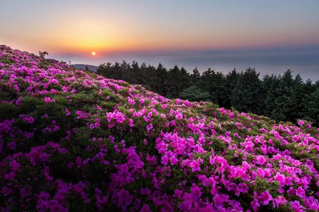 花の写真館のインスタグラム：「Photo by Tetsuaki Karasawa.⠀ https://www.facebook.com/face.karat⠀ .⠀ Original Post[投稿頂いたURL]⠀ https://www.facebook.com/photo.php?fbid=2085542211519819⠀ .⠀ 本アカウントは、 #私の花の写真 をつけてInstagramに投稿された皆さまの花の写真や、「花の写真館」Facebookページで投稿された花の写真を紹介します。⠀ 「花の写真館」Facebookページは、「 @floral.photograph 」のプロフィールにあるURLからご覧ください。⠀ .⠀ #花の写真館 #floralphotograph #floralphoto #flower #flowers #富士フイルム #FUJIFILM⠀ Follow: @floral.photograph」