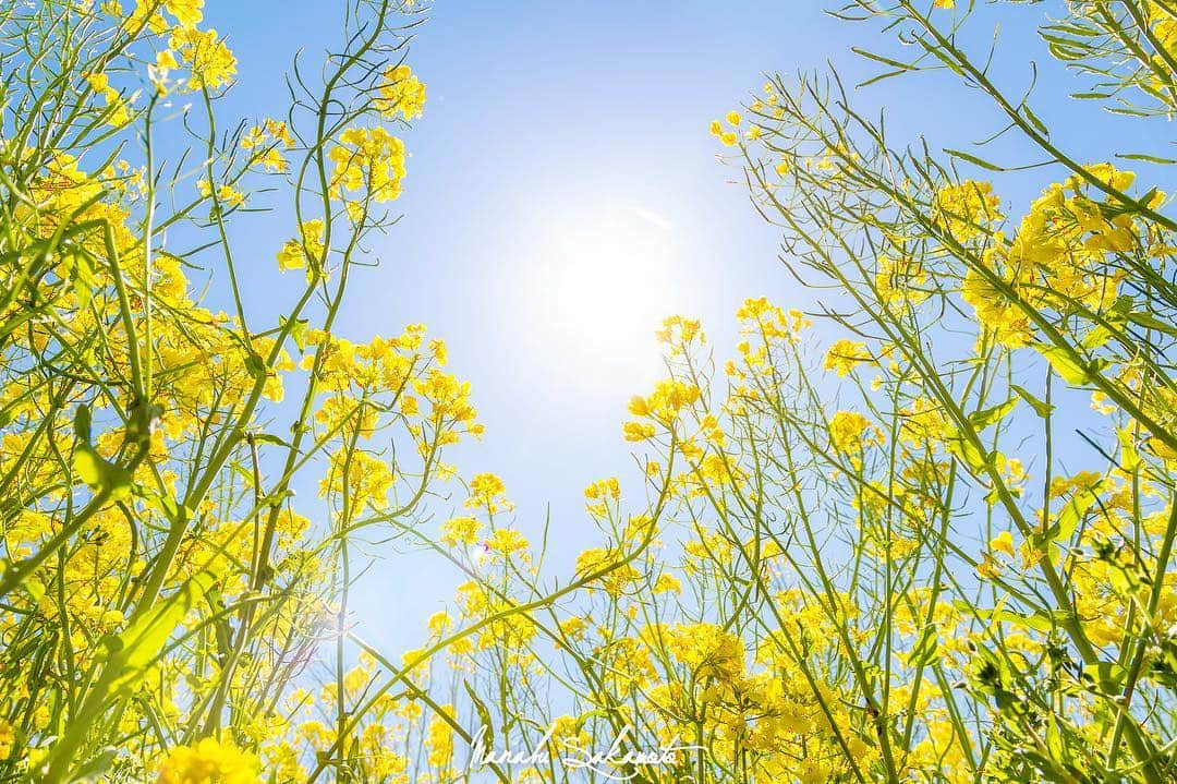 Manabu Sakamotoのインスタグラム：「. Nine of the panel meaning of 「happy yellow」 . . . . . . #moment #tokyocameraclub  #photooftheday #japan #instalike #spring #colorsjp #naturephotography #canon #フィルムカメラ #写真好きな人と繋がりたい #写真部 #黄色 #なのはな #東京カメラ部 #写真が好き #キャノン #カメラ男子  #カメラ女子 #ig_japan #写真撮ってる人と繋がりたい #カメラのある生活 #pics_jp  #ファインダー越しの私の世界  #菜の花 #カメラ部 #ありがとう」