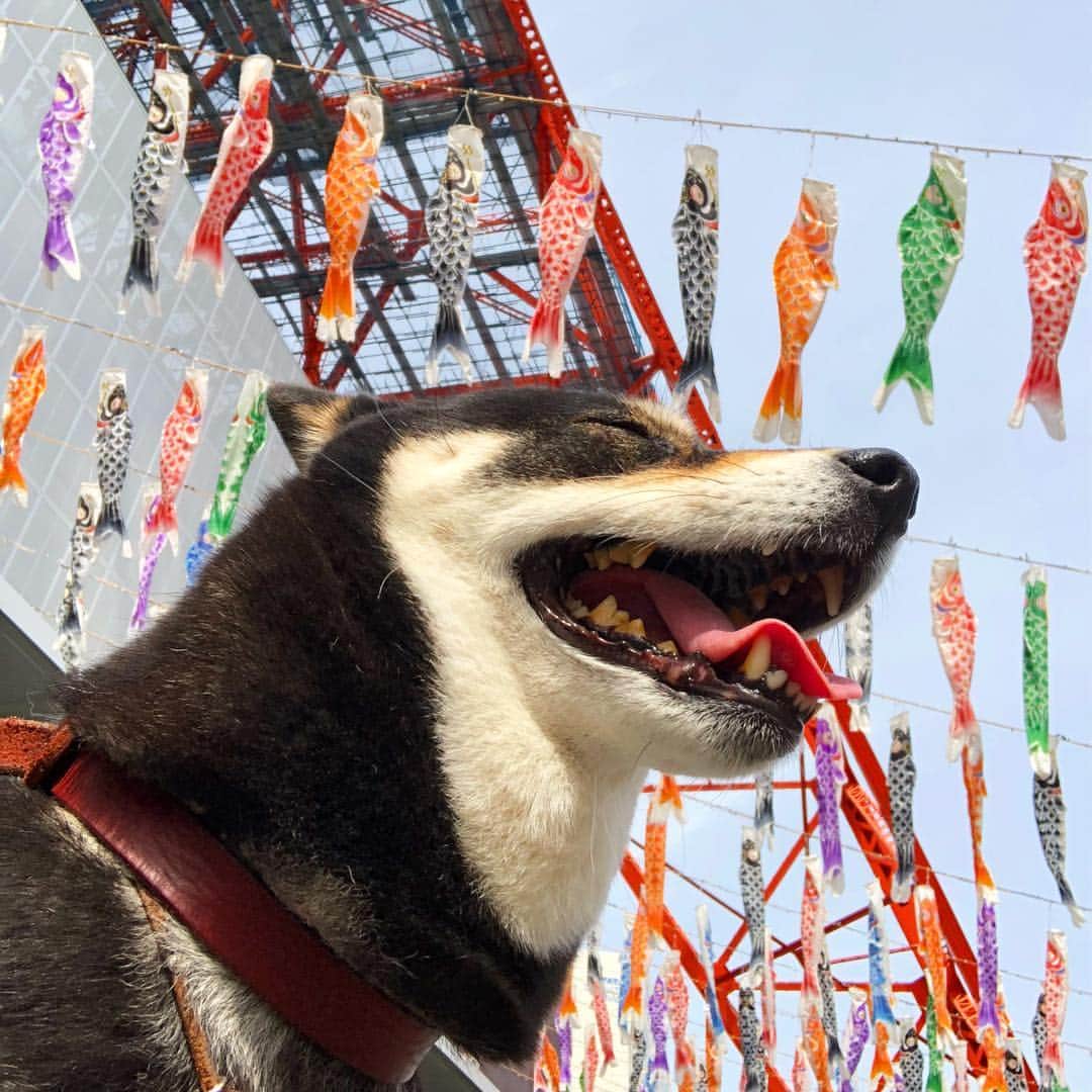 vo_coのインスタグラム：「🎏2019.05.05 こどもの日ー！ あたしはもう子供じゃないけど、弟のために付き合ってあげたんだわん！ * うちには鯉のぼり🎏無いので、写真だけ撮りに来ました😂 * #shibastagram #instashiba #shiba #shibainu #黒柴 #柴犬」