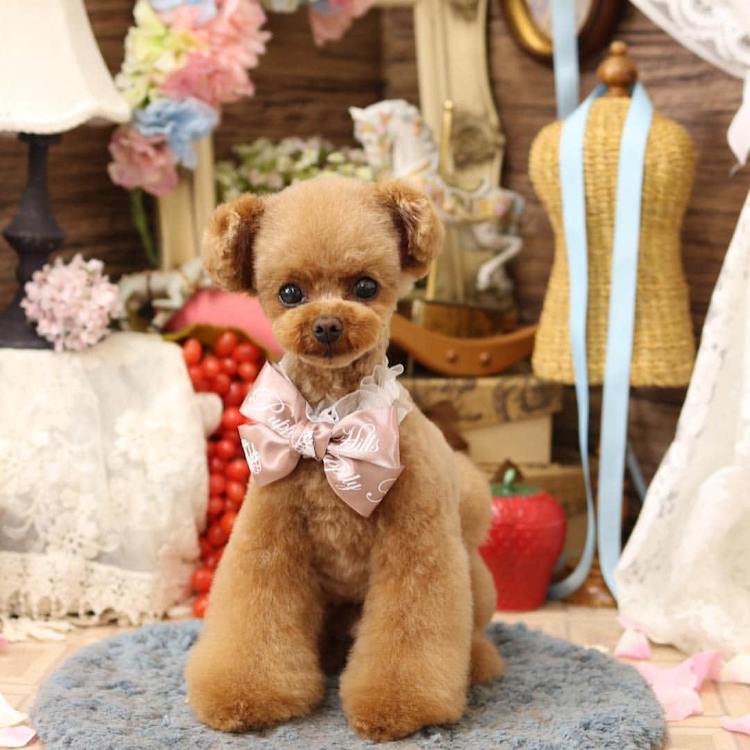 ? Tia ?のインスタグラム：「trimming photo🐻♥️ … Insta全然更新出来ていなかった😭 … … #toypoodle #teacuppoodle #doglovers #トイプードル #cute #petsagram #dogsofinstagram #cutepoodle #teddybear #ふわもこ部  #dogphoto #poodlelove #トイプー #トリミング #トリミングサロン #trimming #puppilyhills #trimmingsalon #poodlestagram #cutedog #poodlehair #instadog #followme #ふわふわ #cutiesofinstagram #パピリーヒルズ #dogsalon #かわいい #cutepetclub #cutiepie」