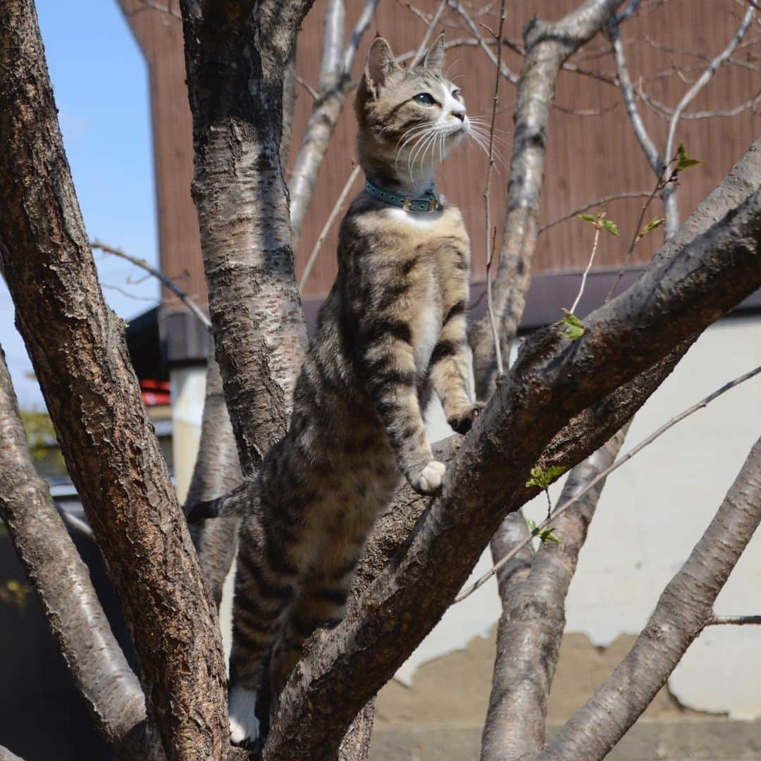 やふさんのインスタグラム写真 - (やふInstagram)「な、長いね？ . #cat #neko #catlovers #catsofinstagram #catstagram #instacat #猫 #ねこ #ネコ #保護猫 #新吉」5月5日 11時31分 - kyafy