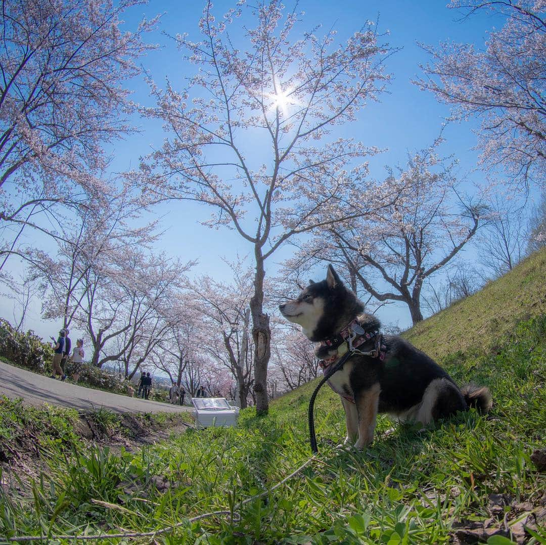 吾子さんのインスタグラム写真 - (吾子Instagram)「・ #美唄 の写真色々🐶💕✨ ・ ・ 春越えて今日は夏だよ🐶💦アコにはつらいわん🌞 ・ また行きたいな🚘✨ ・ ・ ・ #アルテピアッツァ美唄 #東明公園  #びばいさくら2019 ・ ・ 北海道の柴犬 #柴北会 の皆ワン🐶💕連休のクン活がんばろう🌸 ・ #adorable #instadog#shibainu#dog#instagramjapan#instashiba#kuroshiba #kuroshiba#socute #cutedog#いぬのきもち #黒柴 #dogstagram#sapporo」5月5日 11時25分 - acoshiba