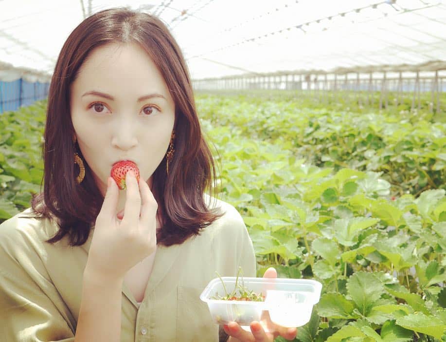 日高薫のインスタグラム：「家族でいちご狩りへ🍓  #娘ちゃん #はじめての #いちご狩り #いちご#🍓 #女の子ママ #2歳 #instagood #👨‍👩‍👧 #👴👵」