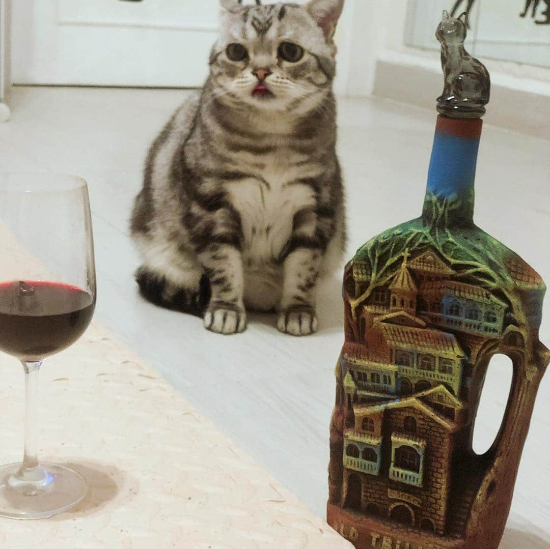 ルフさんのインスタグラム写真 - (ルフInstagram)「#luhu:"red wine 🍷 again 😞" - - #cat #cute #sadcat #angel #adorable #lovely #catlife」5月5日 11時37分 - lanlan731