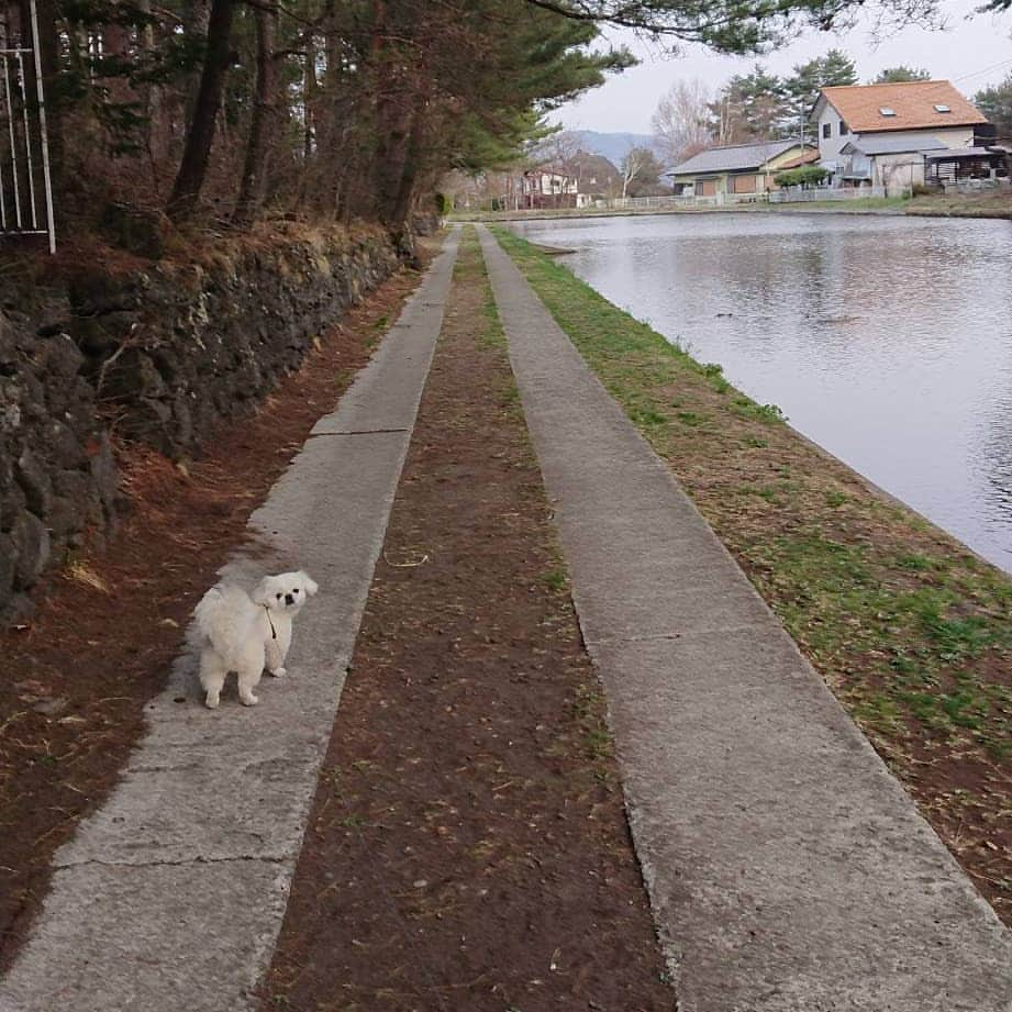 安田義孝さんのインスタグラム写真 - (安田義孝Instagram)「#ペキニーズ #ぺきにーず #白ペキニーズ #Pekingese #pekingese  #pekingeselove #pekingesesofinstagram  #pekinese #pekistagram  #japanese #japan #dogstagram  #dogs #dog #japanesedog #japanesedogs #doglover #love #iloveyou #ilovedogs #京叭狗 #페키니즈 #cute #cutedog  #ハロウィン #愛犬 #わんこ #犬 #エブリドッグ #ZIP写真部」5月5日 11時54分 - dodonyasuda1127