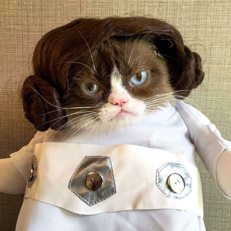 Grumpy Catさんのインスタグラム写真 - (Grumpy CatInstagram)「‪#MayTheFourth be awful. Always. ‬」5月5日 12時24分 - realgrumpycat