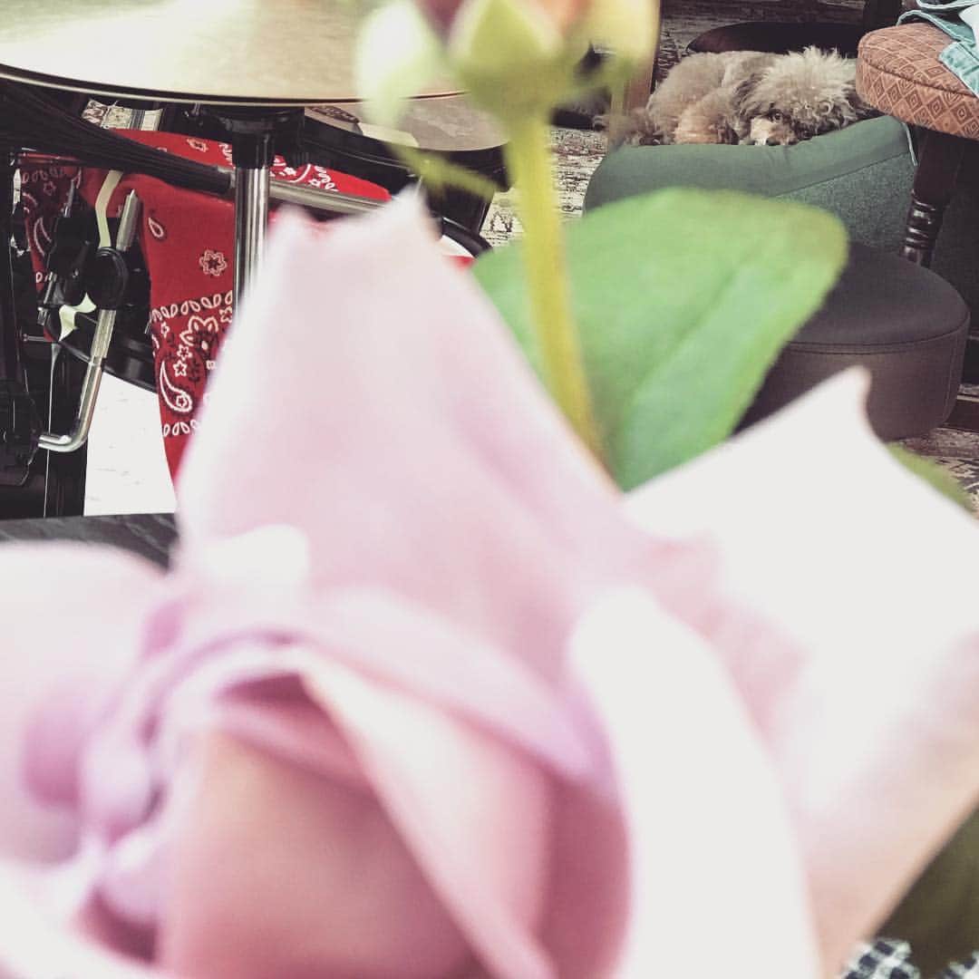 CHARAさんのインスタグラム写真 - (CHARAInstagram)「最初のブルームーン咲いた いい匂い and」5月5日 12時29分 - chara_official_