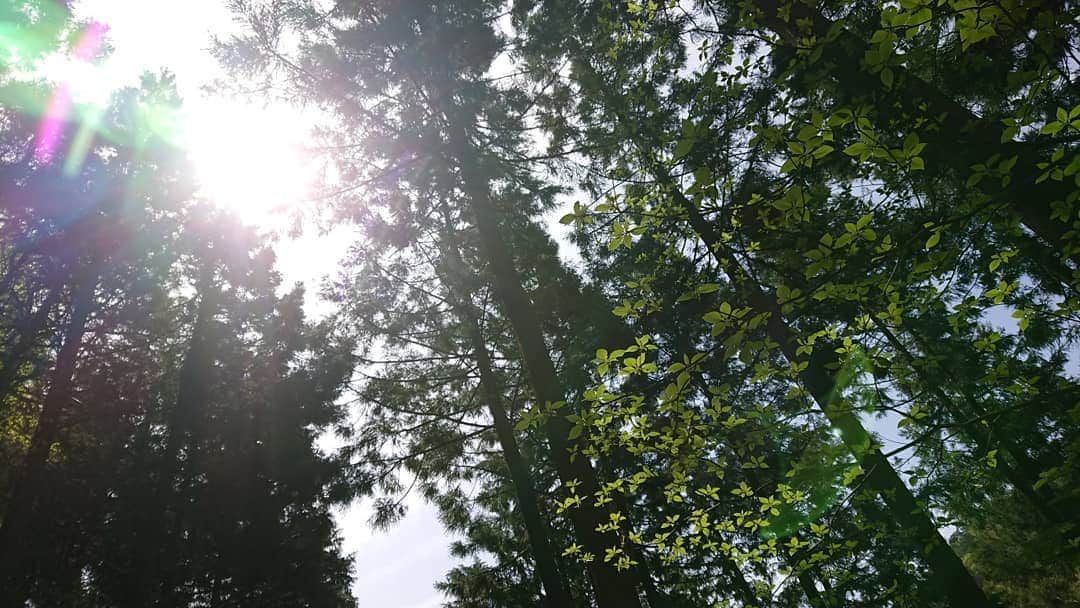 桜花さんのインスタグラム写真 - (桜花Instagram)「三頭山🗻🗻🗻🌼 緑がキラキラです＼(^^)／ #三頭山  #山歩き  #山登り #奥多摩」5月5日 12時41分 - mountainohka