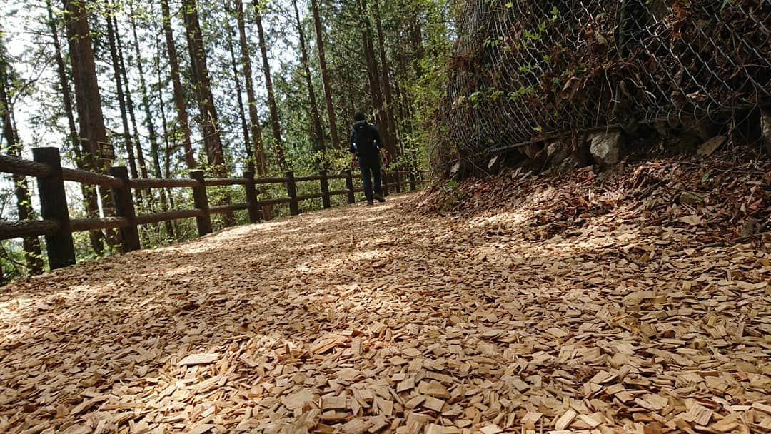 桜花さんのインスタグラム写真 - (桜花Instagram)「三頭山🗻🗻🗻🌼 緑がキラキラです＼(^^)／ #三頭山  #山歩き  #山登り #奥多摩」5月5日 12時41分 - mountainohka