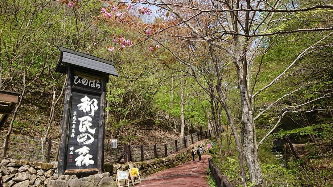 桜花さんのインスタグラム写真 - (桜花Instagram)「三頭山🗻🗻🗻🌼 緑がキラキラです＼(^^)／ #三頭山  #山歩き  #山登り #奥多摩」5月5日 12時41分 - mountainohka