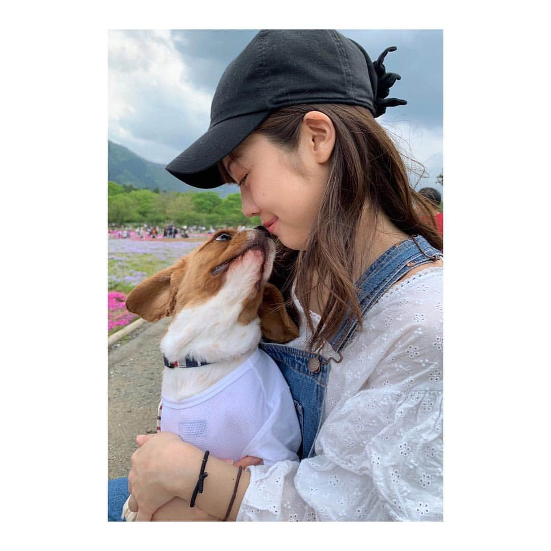 豊泉志織さんのインスタグラム写真 - (豊泉志織Instagram)「今日は天気がよくて嬉しい☺︎ 最近サマーカットにしたブランさん🐶 散歩で出会う人たちにビーグルだ！と言われがち。 でもね、#キャバリア です☘︎ #キャバリアキングチャールズスパニエル#cavalierkingcharlesspaniel」5月5日 12時36分 - shiori_toyoizumi