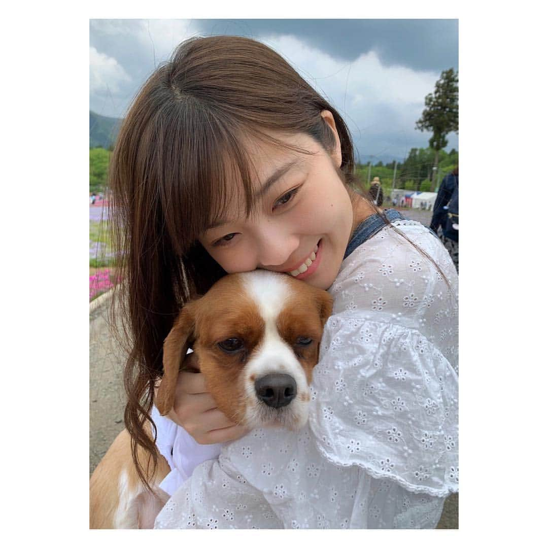 豊泉志織さんのインスタグラム写真 - (豊泉志織Instagram)「今日は天気がよくて嬉しい☺︎ 最近サマーカットにしたブランさん🐶 散歩で出会う人たちにビーグルだ！と言われがち。 でもね、#キャバリア です☘︎ #キャバリアキングチャールズスパニエル#cavalierkingcharlesspaniel」5月5日 12時36分 - shiori_toyoizumi