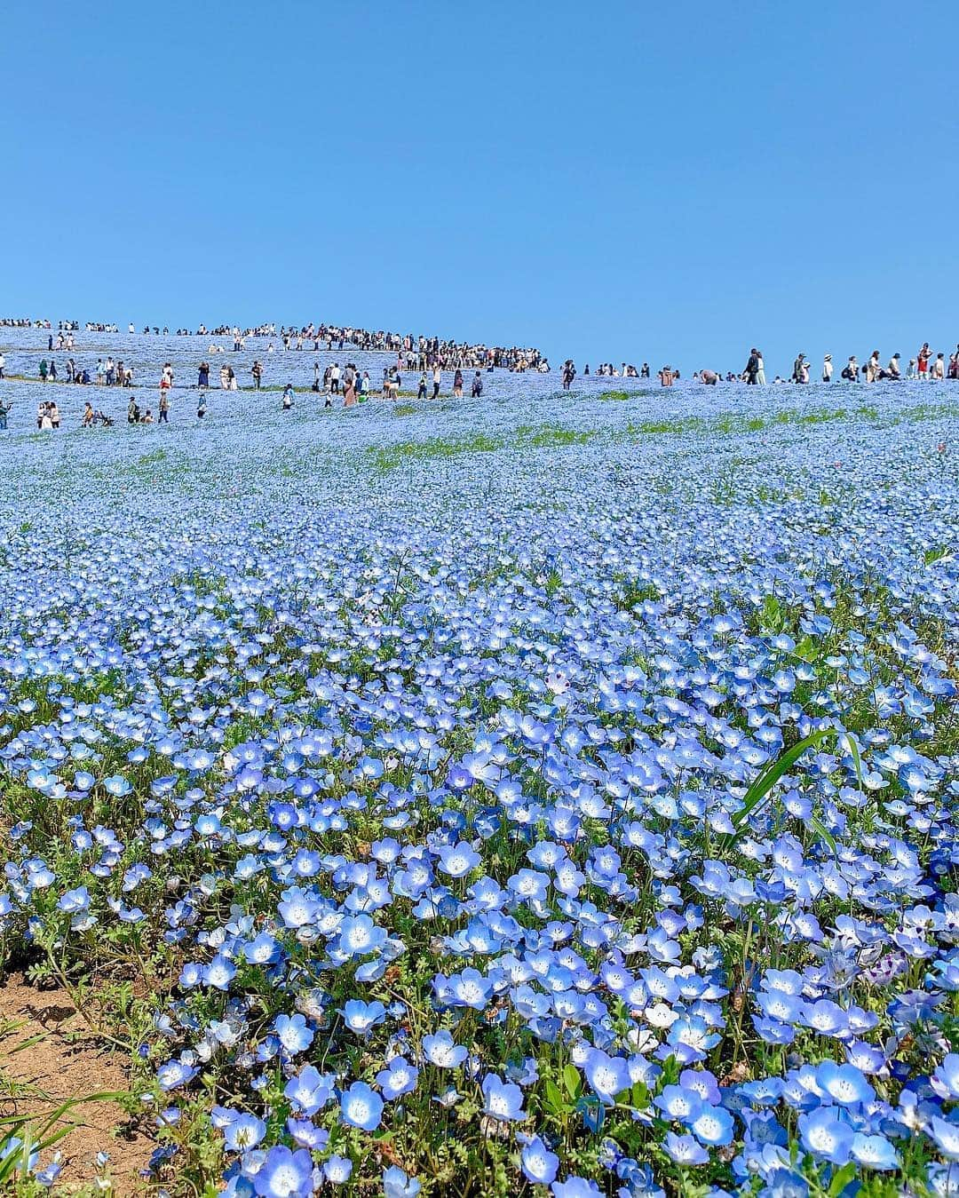 八鍬里美さんのインスタグラム写真 - (八鍬里美Instagram)「昨日、ひたち海浜公園でネモフィラを見てきたよ💠 すっごく綺麗で感動した🥺💕 空との境界線がわからなくなるくらい一面ブルー💠 天気も良くて気持ちよかったよ〜(^^*)💗 全部ブルーのネモフィラもかわいいんだけど、黄色の菜の花も写したら春っぽくてかわいい(⸝⸝⸝ᵒ̴̶̷̥́ ⌑ ᵒ̴̶̷̣̥̀⸝⸝⸝)♡*゜ 時間がなくてチューリップ🌷ゾーン見れなかったのが残念すぎるけど😢 . #ネモフィラ#ネモフィラの丘#みはらしの里#菜の花#ひたちなか#国営ひたち海浜公園#茨城県#春#初夏#季節を楽しむ#カーディガン#ブルー#青#GW#ミシェルマカロン#michellmacaron」5月5日 12時38分 - satomi_yakuwa