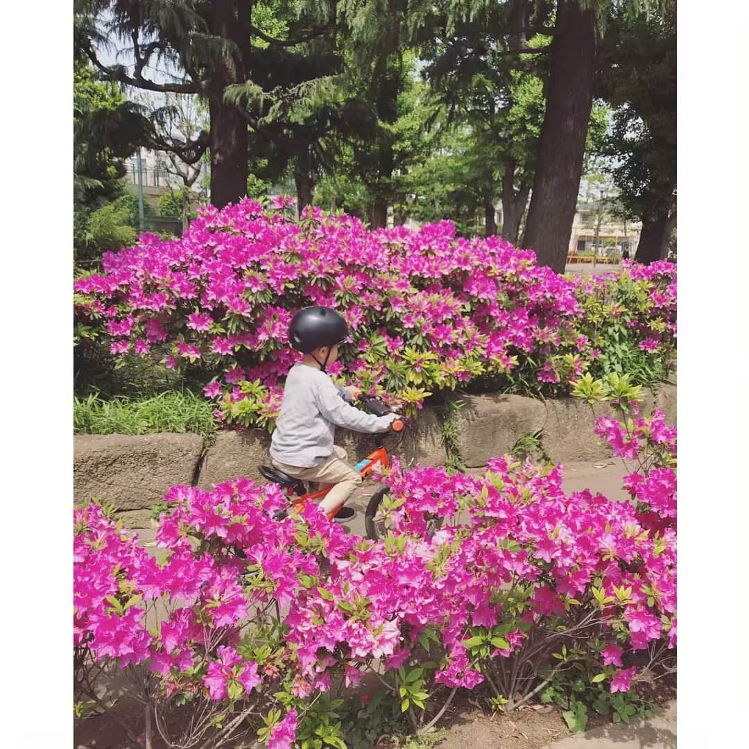 高見まなみのインスタグラム：「思い出のつつじ🐸」