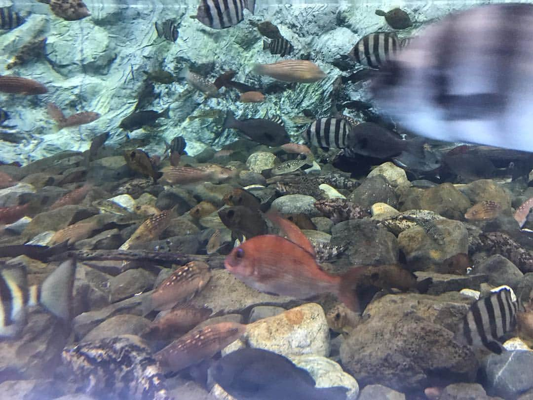 レジャーフィッシングさんのインスタグラム写真 - (レジャーフィッシングInstagram)「水族館に行くと、地元の海の水槽を一番長く見てるかも…。」5月5日 13時08分 - leisurefishing