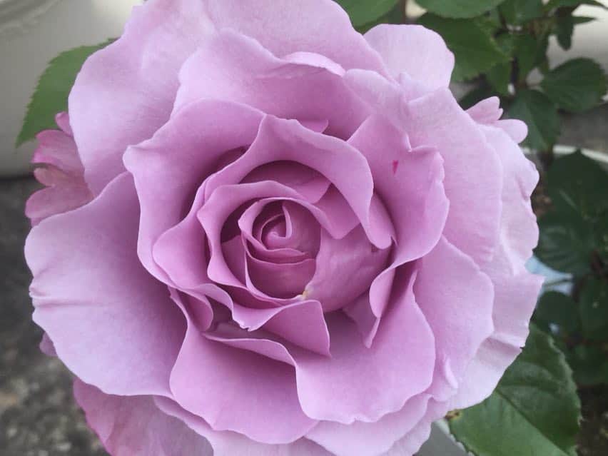 柴田淳さんのインスタグラム写真 - (柴田淳Instagram)「一晩でこんなに咲いたわー！ 明日はもっとかな？ 願わくば一斉に咲いて欲しい😁💕 #mygarden #rose #薔薇」5月5日 13時38分 - shibatajun_official