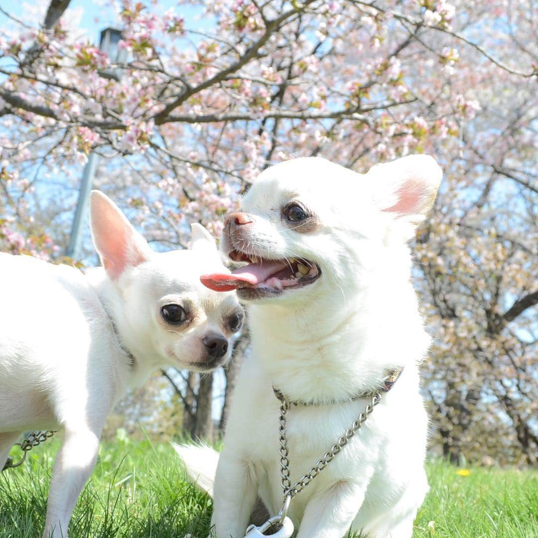 KORIKIさんのインスタグラム写真 - (KORIKIInstagram)「#お写んぽ #桜  #dogofsapporo #dog, #dogs, #dogstagram,#chihuahua,#犬バカ部,#チワワ,#koriki, #hanadog #白スムチ連合会, #スムチー,  #dogofthedayjp, #dogoftheday  #ilovemydog #instadog #instapet #WhiteChihuahua  #吉娃娃 #치와와  #dogsofinstagram #Chihuahualover  #チワワの輪 #barkbox #WhiteChihuahuaParty #もふもふモフモフ」5月5日 13時39分 - koriki_dog