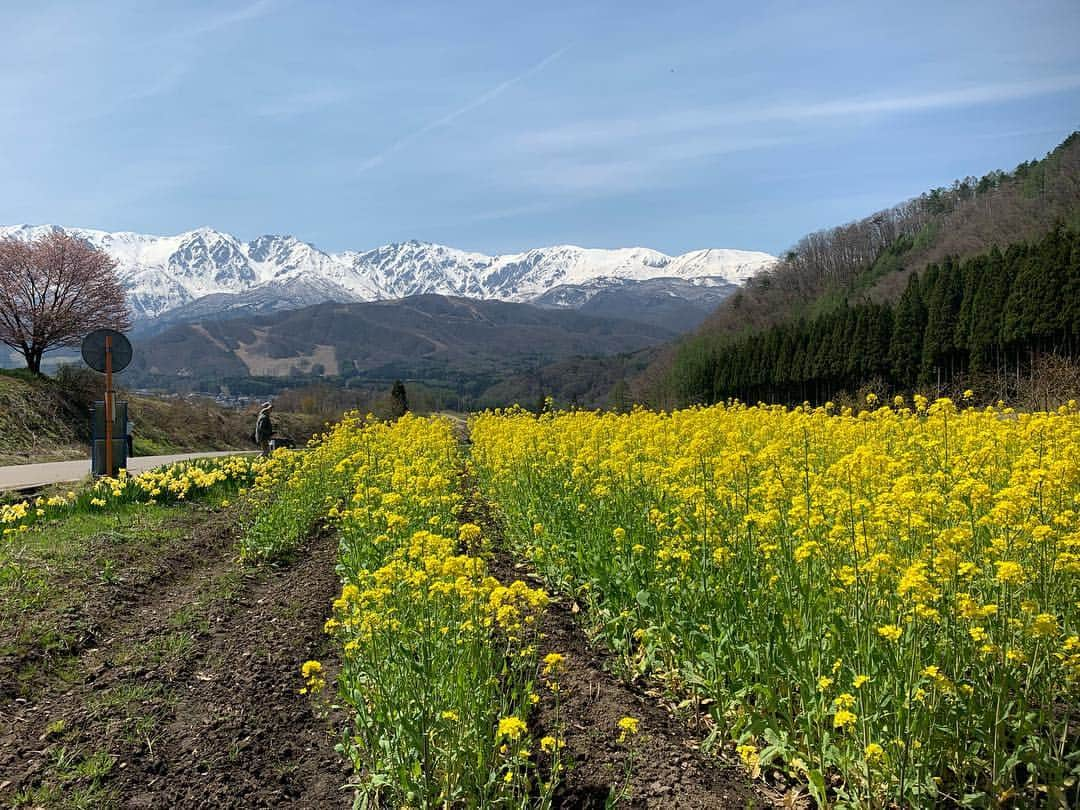 杉原勇武さんのインスタグラム写真 - (杉原勇武Instagram)「野平の桜❗️」5月5日 13時44分 - isamu_katayama