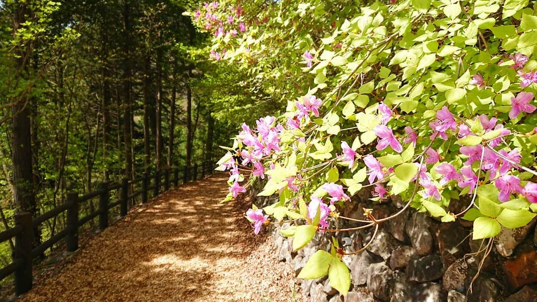 桜花さんのインスタグラム写真 - (桜花Instagram)「初夏が溢れる🍀  爽やか登山🗻🗻🗻✨ 光ぽわんと キラキラ山歩きでした🍀  #山歩き  #山女子 #山登り #mountain #mountaingirl #mountains #flowers  #flower #tree  #tracking #アウトドア  #トレッキング #山ガール  #山  #花 #三頭山  #奥多摩」5月5日 14時00分 - mountainohka