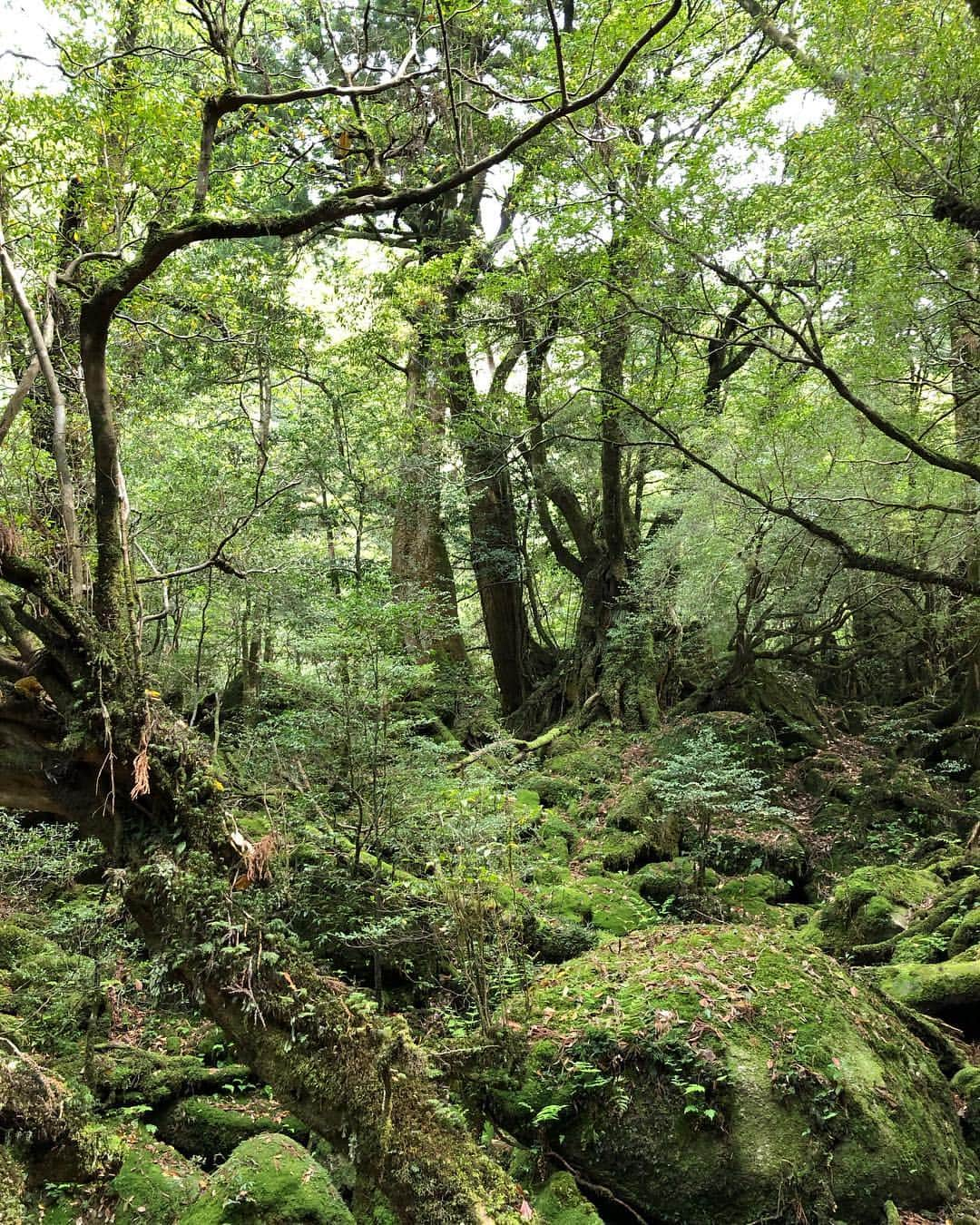 和泉佑三子さんのインスタグラム写真 - (和泉佑三子Instagram)「もののけ姫のモデルとなった場所へ🌳自然の力と森の命と、澄んだ空気、自然の声、綺麗な水。 全てが感動でした。 改めて、私たちは地球の一員で自然の中に住まわせて貰っているのだと実感した場所でした。 忘れてはいけない...🌿☺️🌳 #屋久島 #杉の巨木 #白谷雲水峡」5月5日 13時54分 - izumisae_official