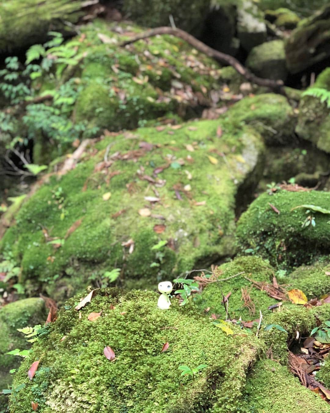 和泉佑三子さんのインスタグラム写真 - (和泉佑三子Instagram)「もののけ姫のモデルとなった場所へ🌳自然の力と森の命と、澄んだ空気、自然の声、綺麗な水。 全てが感動でした。 改めて、私たちは地球の一員で自然の中に住まわせて貰っているのだと実感した場所でした。 忘れてはいけない...🌿☺️🌳 #屋久島 #杉の巨木 #白谷雲水峡」5月5日 13時54分 - izumisae_official