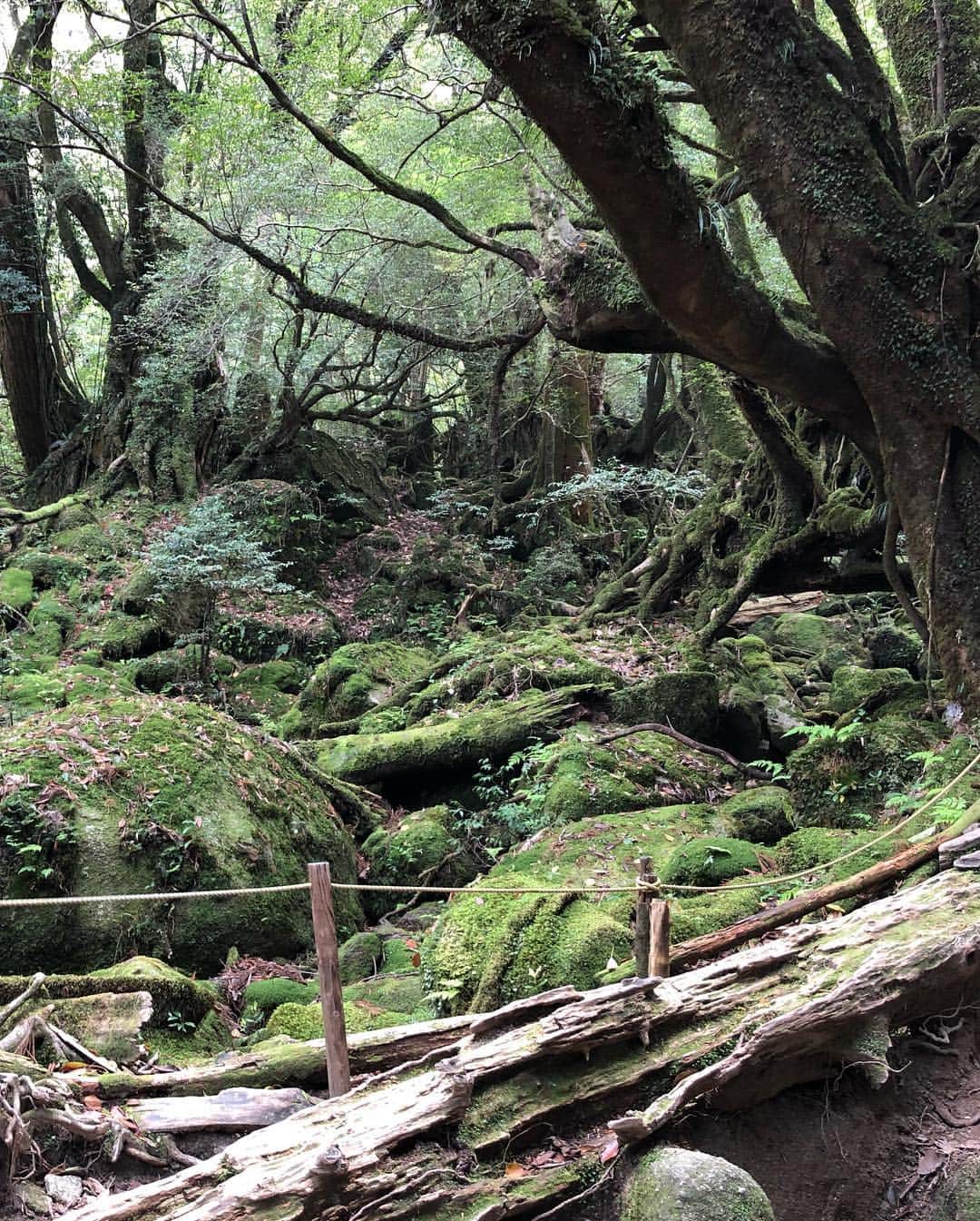 和泉佑三子さんのインスタグラム写真 - (和泉佑三子Instagram)「もののけ姫のモデルとなった場所へ🌳自然の力と森の命と、澄んだ空気、自然の声、綺麗な水。 全てが感動でした。 改めて、私たちは地球の一員で自然の中に住まわせて貰っているのだと実感した場所でした。 忘れてはいけない...🌿☺️🌳 #屋久島 #杉の巨木 #白谷雲水峡」5月5日 13時54分 - izumisae_official