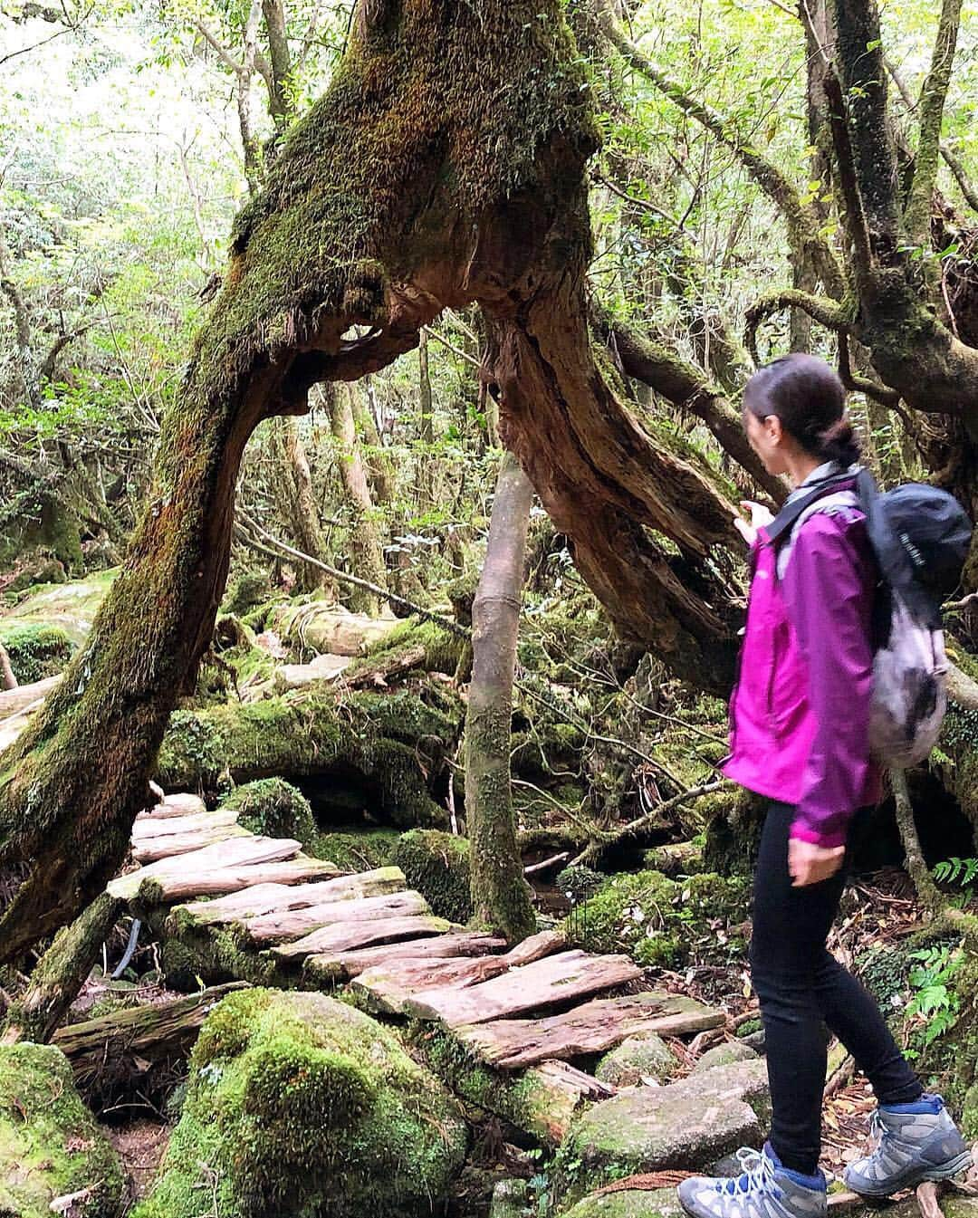 和泉佑三子さんのインスタグラム写真 - (和泉佑三子Instagram)「もののけ姫のモデルとなった場所へ🌳自然の力と森の命と、澄んだ空気、自然の声、綺麗な水。 全てが感動でした。 改めて、私たちは地球の一員で自然の中に住まわせて貰っているのだと実感した場所でした。 忘れてはいけない...🌿☺️🌳 #屋久島 #杉の巨木 #白谷雲水峡」5月5日 13時54分 - izumisae_official