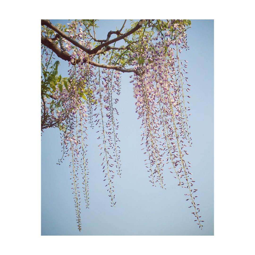 花村怜美のインスタグラム：「#藤 #ふじ #花 #植物 #晴れ #自然 #wisteria #flower #flowers #flowerstagram #nature #plants #japan」