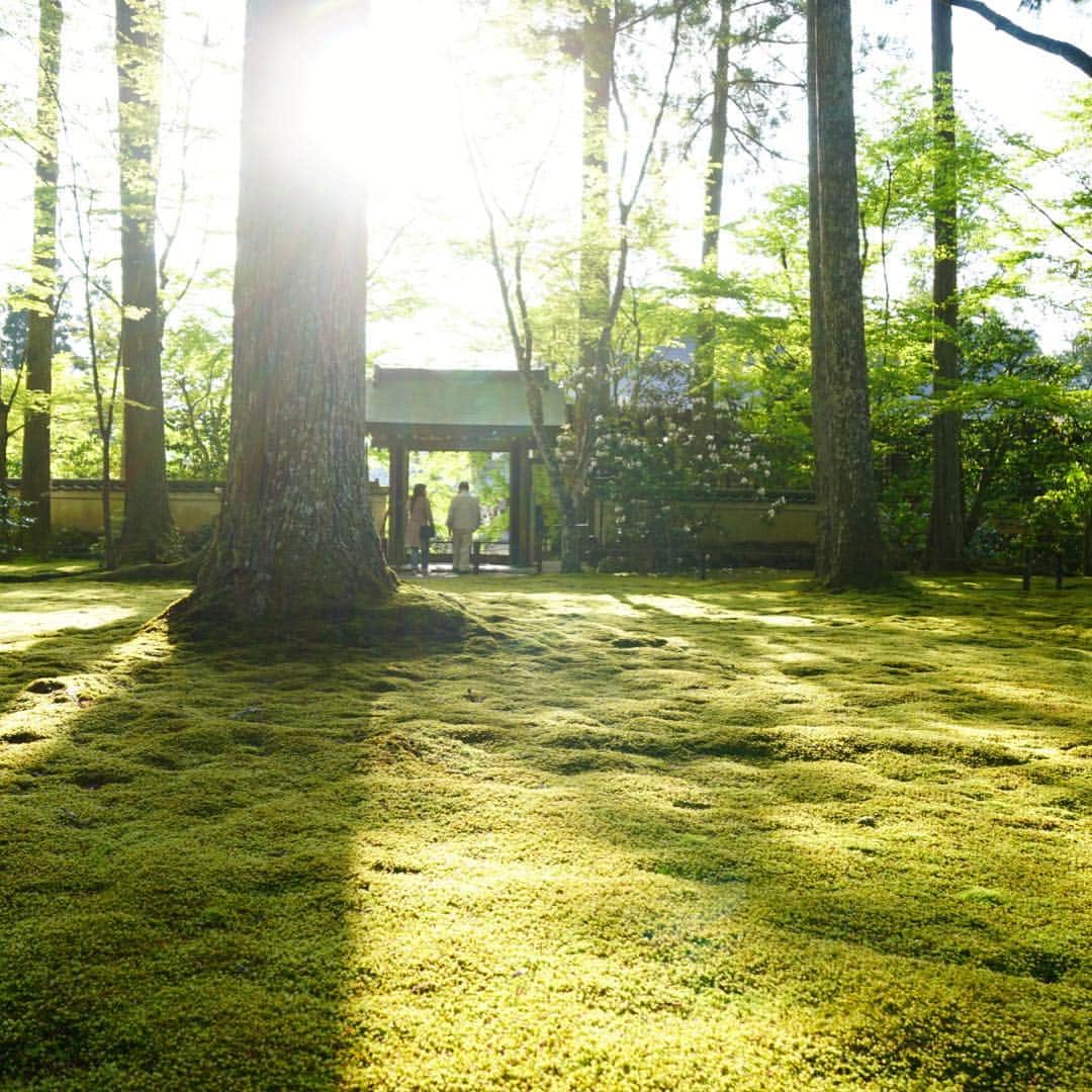 小林麻利子さんのインスタグラム写真 - (小林麻利子Instagram)「…🌙 .. 京都に帰省し、#三千院 へ。  雪の季節以来の訪問ですが、  新緑の季節、 美しい苔の色と重なって、 最高に美しかったです。  GWなのに、 すごくすいてました。  #京都 #α6500 #しっかり充電」5月5日 14時16分 - marikokobayashi.sleep