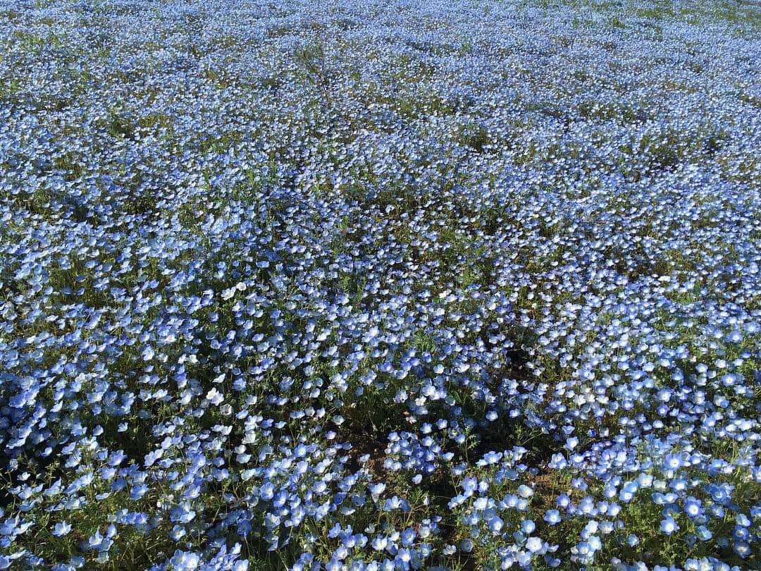 貝賀琴莉さんのインスタグラム写真 - (貝賀琴莉Instagram)「#ネモフィラ #babyblueeyes #flowers #花」5月5日 19時47分 - 0112kako