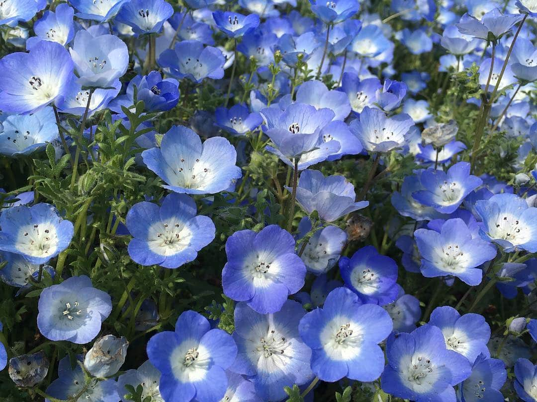 貝賀琴莉さんのインスタグラム写真 - (貝賀琴莉Instagram)「#ネモフィラ #babyblueeyes #flowers #花」5月5日 19時47分 - 0112kako