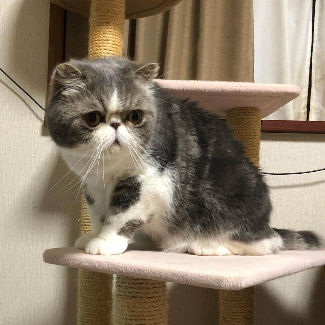 ムスカ(Muska)さんのインスタグラム写真 - (ムスカ(Muska)Instagram)「ん？仔猫？…じゃなさそうだな。」5月5日 14時26分 - exotic_toshi