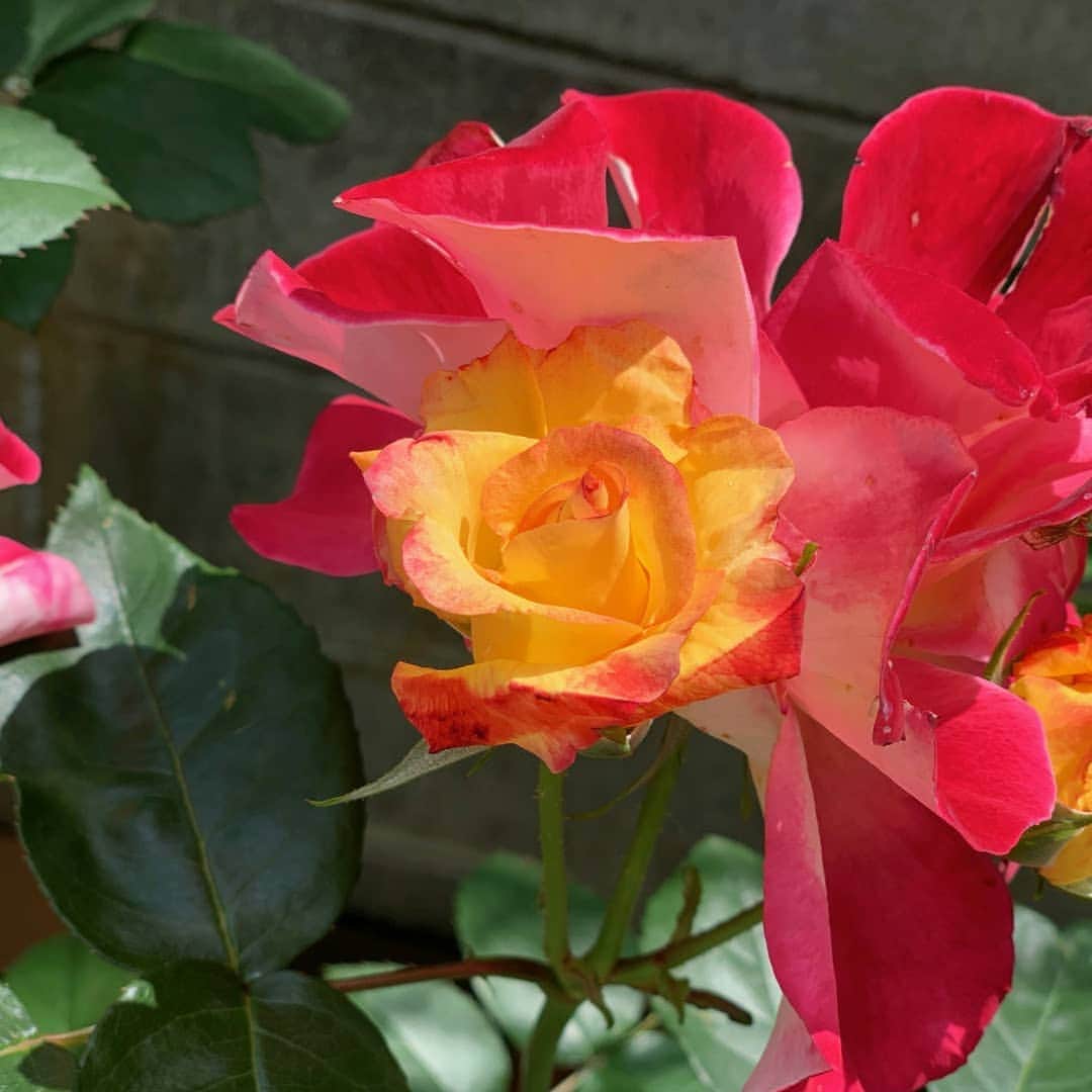 ayaka8880さんのインスタグラム写真 - (ayaka8880Instagram)「. . 庭のバラがとっても綺麗🌹 . それだけでなんだか幸せ☺❤ . . #花のある生活 #バラ #ガーデニング」5月5日 14時21分 - ayaka8880
