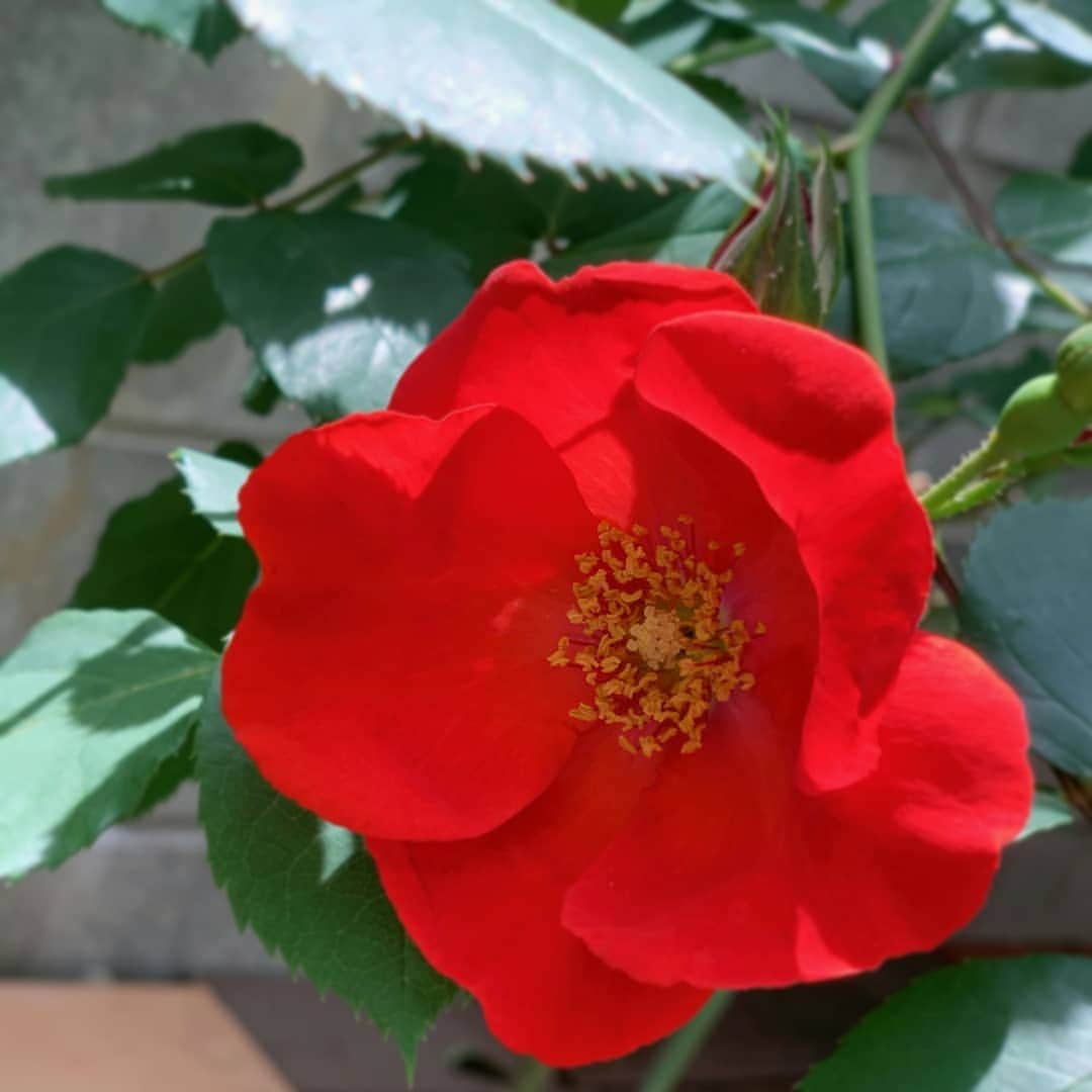ayaka8880さんのインスタグラム写真 - (ayaka8880Instagram)「. . 庭のバラがとっても綺麗🌹 . それだけでなんだか幸せ☺❤ . . #花のある生活 #バラ #ガーデニング」5月5日 14時21分 - ayaka8880
