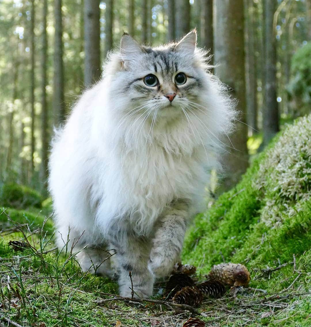Floraさんのインスタグラム写真 - (FloraInstagram)「Walk your own path catarazzi!  #cats_of_instagram #kattunge #dailyfluff #bestanimal #excellent_cats #katter #bestcats_oftheworld #igcutest_animals #cat_features #cutepetclub #fluffypack #katt #bestmeow  #weeklyfluff #meow #AnimalAddicts #kittycat #cat #cats #kitten #kittens #kawaii #instacat #calico #neko #winter #snow #2019 #sibiriskkatt #siberiancat」5月5日 14時34分 - fantasticflora