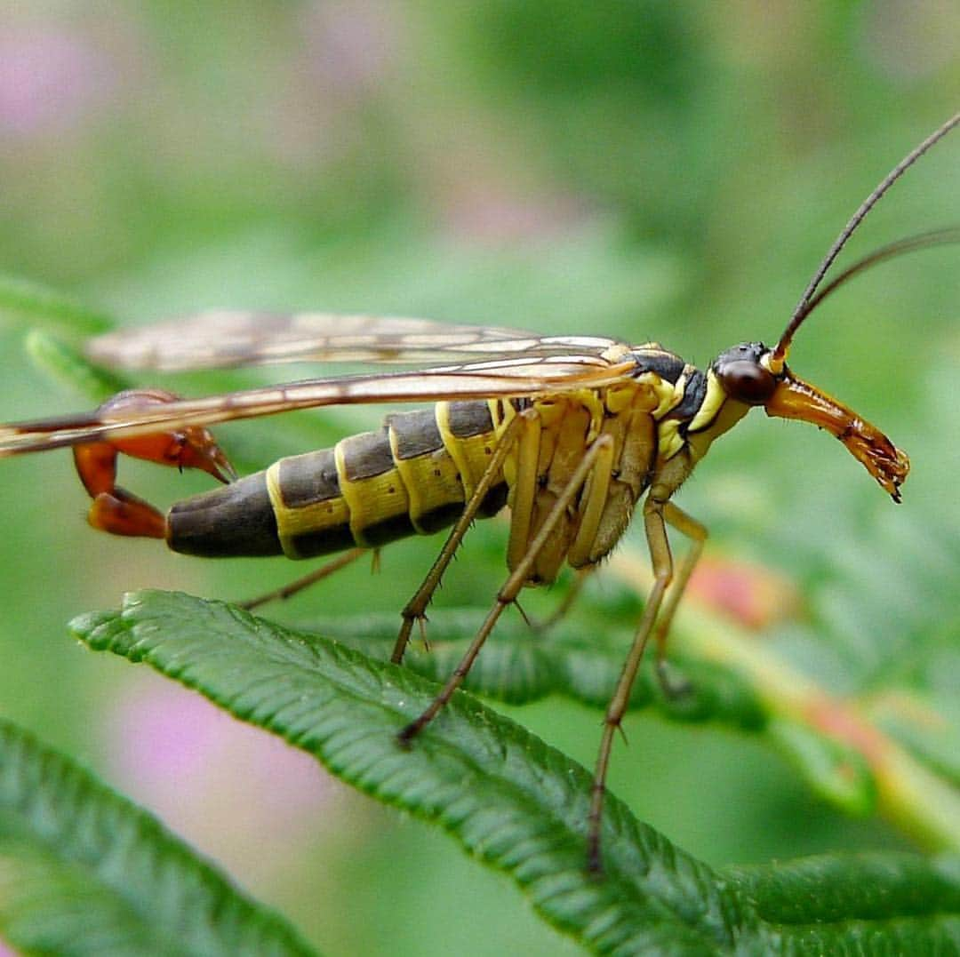 アメリカ自然史博物館さんのインスタグラム写真 - (アメリカ自然史博物館Instagram)「What insect has a set of wings, a scorpion-like tail, and a “beak?” If you guessed the scorpion fly (Panorpa communis), you’re correct. Don’t worry, it doesn’t sting. And only males have the distinguishing tails... because it’s actually their genitalia! During courtship rituals, males bring gifts to females—but not in the form of a box of chocolates! Instead they present dead insects, a tasty treat for scorpion flies, or a nutritious mass of saliva. There’s a reason behind all of this gift giving: mating can be dangerous for the male, as the female will eat the them if displeased! Photo: gailhampshire」5月5日 15時08分 - amnh