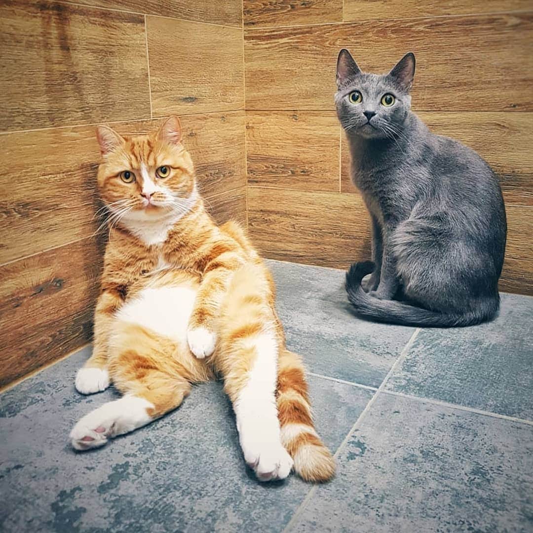 CatStockerのインスタグラム：「Hello! #catstocker is here!  Follow our FURRriend @koti_and_vasiliy  Scroll right for more pictures 👉 . . . . .  #cat #neko #mačka #chat #kočka #котка #kotek #kot #кіт #mače #кошка #кот #katze #gato #gatto #kissa #kattunge #猫 #고양이 #貓 #kedi #köttur  #子猫 #חתול #кішка #gatinho #котенок #gatito #kitten」