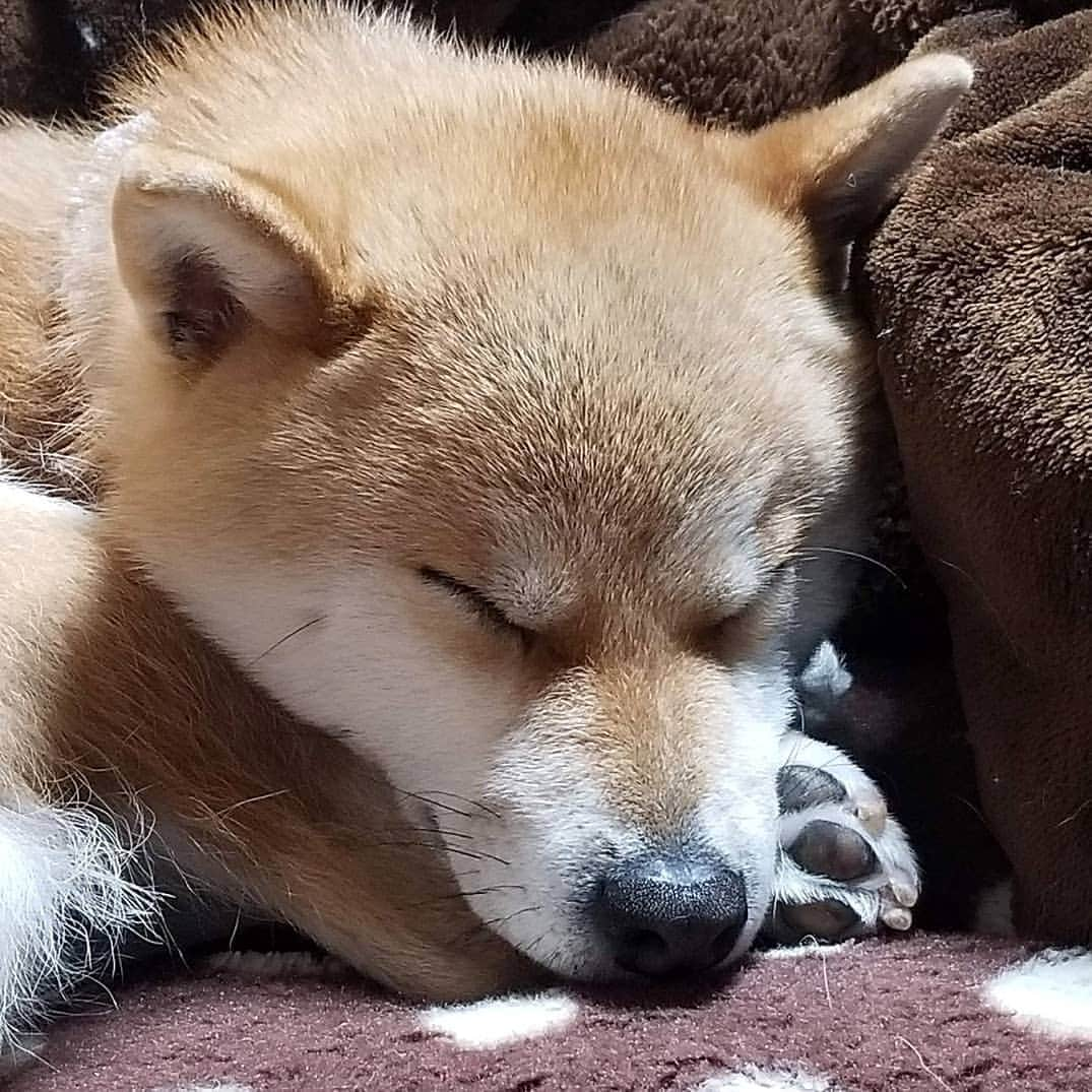 柴犬たま Shibainu Tamaさんのインスタグラム写真 - (柴犬たま Shibainu TamaInstagram)「こどもの日🎏 * 寝る子は育つ😪💤 * Caption trans🇬🇧 A well-slept child is a well kept child😪💤 * #柴犬たま #たママ #たま家族 #柴犬ミケ #寝る子は育つ #寝顔 #ミジンコ寝 #ミジンコ犬 #しっぽモフモフ #たぬきのしっぽ #柴犬 #shiba #shibainu #shibastagram #犬 #dog #多頭飼い」5月5日 15時28分 - tama7653