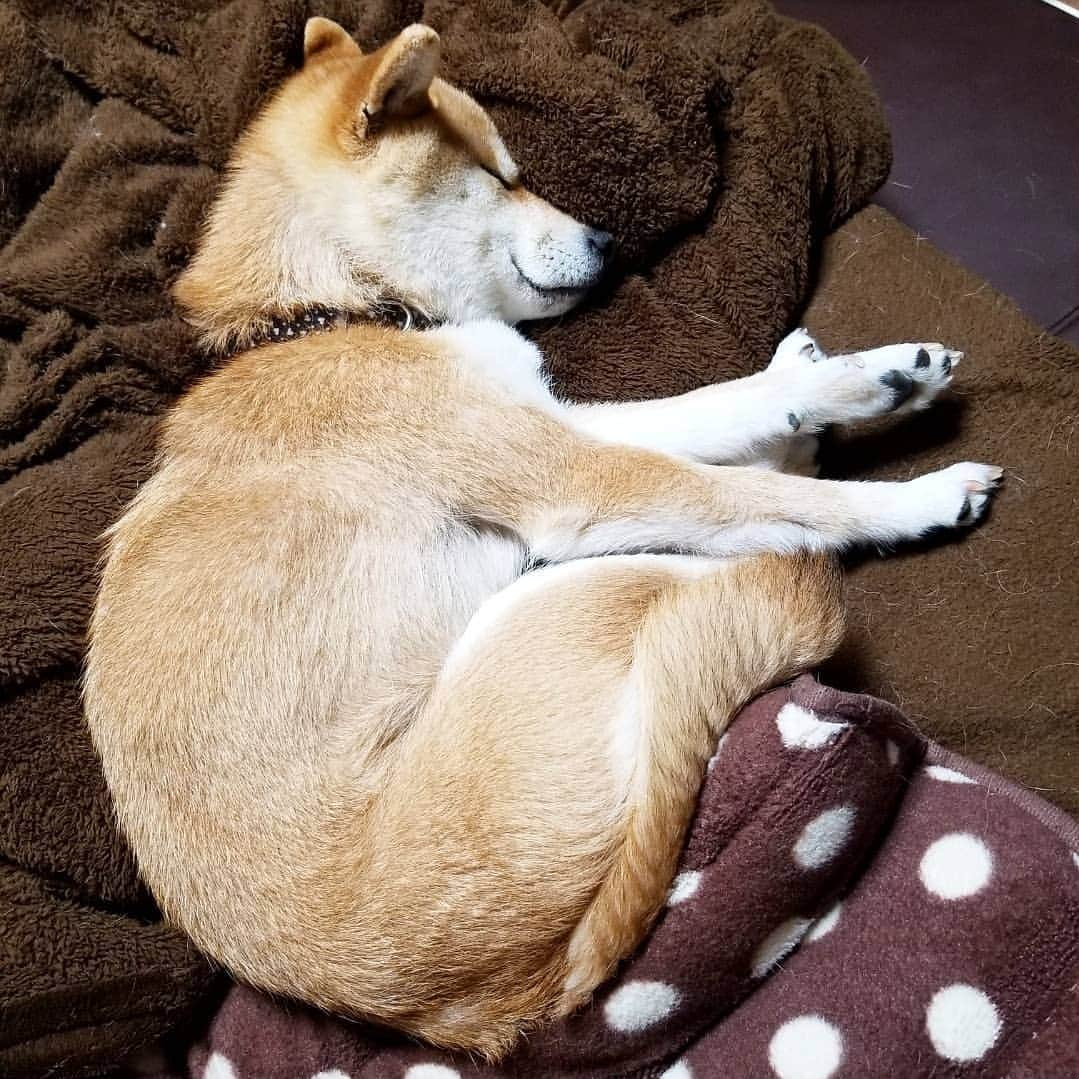 柴犬たま Shibainu Tamaさんのインスタグラム写真 - (柴犬たま Shibainu TamaInstagram)「こどもの日🎏 * 寝る子は育つ😪💤 * Caption trans🇬🇧 A well-slept child is a well kept child😪💤 * #柴犬たま #たママ #たま家族 #柴犬ミケ #寝る子は育つ #寝顔 #ミジンコ寝 #ミジンコ犬 #しっぽモフモフ #たぬきのしっぽ #柴犬 #shiba #shibainu #shibastagram #犬 #dog #多頭飼い」5月5日 15時28分 - tama7653