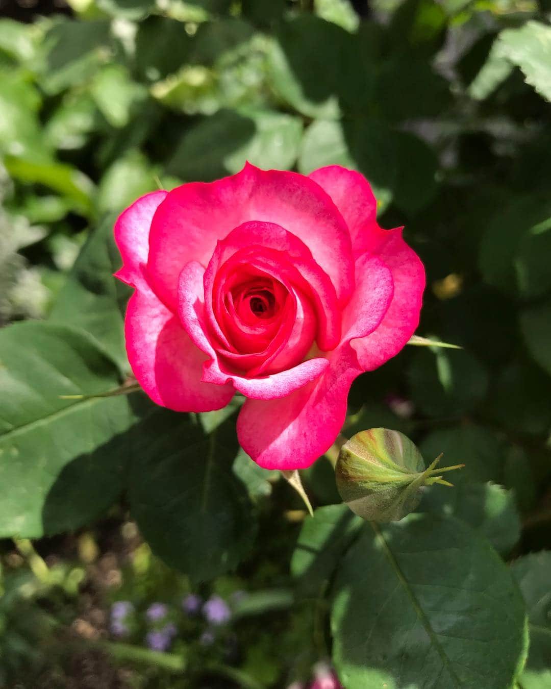 桂のインスタグラム：「薔薇  #rose #rosa #vard #flower #bud #flowerbud #leaves #garden #landscape #薔薇 #ばら #バラ #花 #蕾 #つぼみ #ツボミ #葉 #庭 #景」