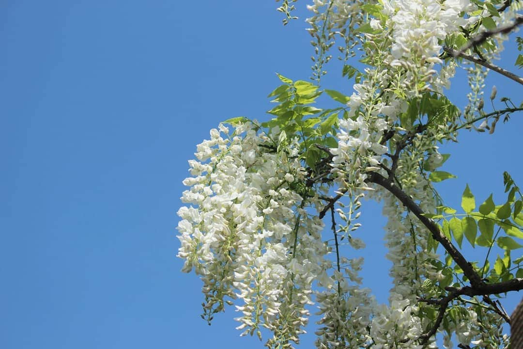 ❃ren❃さんのインスタグラム写真 - (❃ren❃Instagram)「朝からいい天気で、パパとこっちゃんとまたまたのんびり散歩🐾 公園に白い藤の花が😊 写真をもっと撮りたかったけど、蜂🐝がすごくて近づけず残念😅 青空もすごくキレイで、全く加工なしでこの青さ✨ ちょっと暑かったけど、こっちゃん💓楽しかったね🎵 ＊ いつも見ていただきありがとうございます😌💓 ＊ #のんびり散歩 #白い藤の花 #青空が本当にキレイだった #うちのモデル犬 #琥珀#こはく#こっちゃん#暴れん坊#ビビり犬#ブラックタンダックス#ダックス#ミニチュアダックス#ミニチュアダックスフンド#短足部#チームぶさ顔#dog#dachshund #レオン大好き#自慢の息子#これからもずっと大切な家族#いつも見守ってくれてありがとう #写真を撮るのが好き」5月5日 15時43分 - ren1008