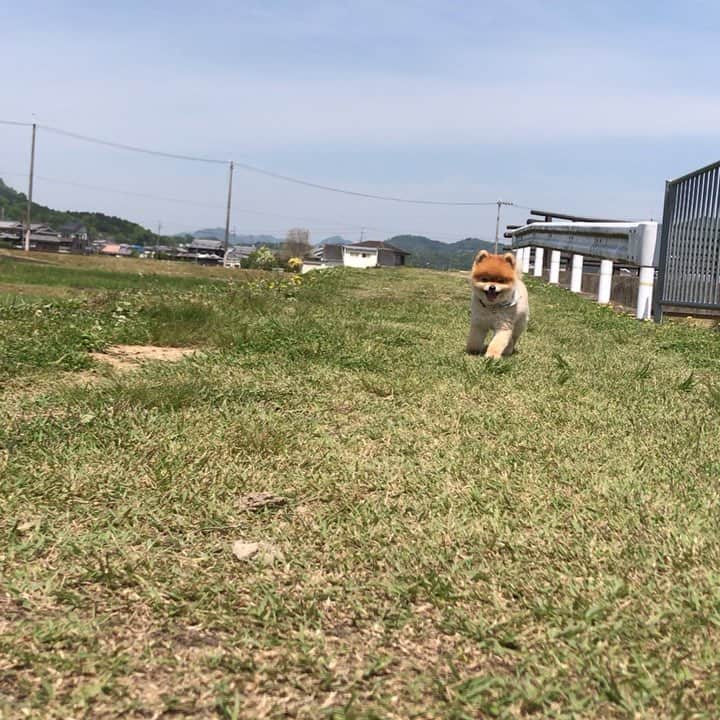 RIO POMEのインスタグラム：「ブレーキ壊れてたみたいです🐶 ぶつかりすぎやろ😑 ノンストップもほどがある💦  やっぱりぶつかり音❓  #ポメラニアン #pomeranian  #犬 #dog #dogstagram#doglover #愛犬 #わんこ #ポメラニアン大好き #ポメラニアンが世界一可愛い #pom #ぽめらにあん #ポメ#pomeraniansofinstagram  #pomeranianlove #ふわもこ部 #いぬバカ部 #癒しわんこ#instapic#pomstagram #puppy #dogsofinstagram #cute#cutedog」